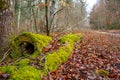 The road in the old forest along the old logs Royalty Free Stock Photo