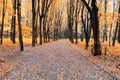 Road in the old park as nice autumn background Royalty Free Stock Photo