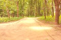 Road in the old park as nice summer background Royalty Free Stock Photo