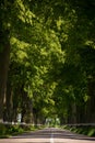 The Road between old Trees in Europe