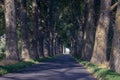 Road among old tress in Poland Royalty Free Stock Photo