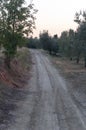 Road of the Olive Farm in Vinci ,italy Royalty Free Stock Photo