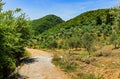 Road through olive fields near Kalamata