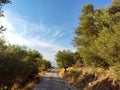 Road in olive trees on Lefkada island, Greece