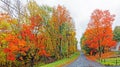 road with orange color sugar maple trees in Fall on rain soaked rural street