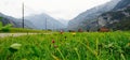 Road out of the mountains, telegraph poles and lush green grass.