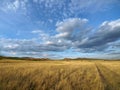 Road over yellow steppe