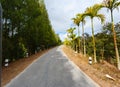 Road in the palm jungle of Thailand