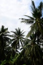 Dirt roadÃ¢â¬â¹ inÃ¢â¬â¹ theÃ¢â¬â¹ park.Green leaves of coconut palm trees standing in bright blue tropical sky,inÃ¢â¬â¹ theÃ¢â¬â¹ garden
