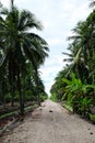 Dirt road in the park.Green leaves of coconut palm trees standing in bright blue tropical sky,in the garden. Royalty Free Stock Photo