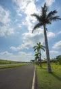 Nice asphalt road with palm trees against blue sky and cloud. Royalty Free Stock Photo