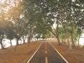 The road in the park is filled with yellow flowers Royalty Free Stock Photo