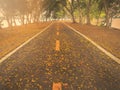 The road in the park is filled with yellow flowers Royalty Free Stock Photo