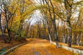 Road in the park is strewn with fallen autumn leaves. Fall theme Royalty Free Stock Photo