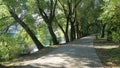 Road in the Park in summer