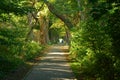 Road in the park surrounded by deciduous forest Royalty Free Stock Photo