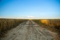 The road passes through a field where ripe wheat is. Behind is a blue sky Royalty Free Stock Photo