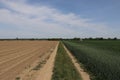 The road that passes through the fields has grain on one side and arable land on the other Royalty Free Stock Photo