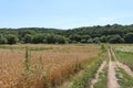 The road passes between the meadow and the field of ripe wheat. Royalty Free Stock Photo