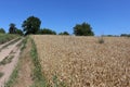 The road passes between the meadow and the field of ripe wheat. Royalty Free Stock Photo