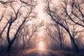 The road passes through a mysterious autumn forest with fog