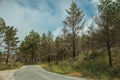 Road passing through burnt forest on rocky landscape Royalty Free Stock Photo