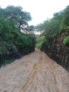 Road passing through the Densed Forest area