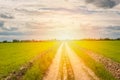 Road passing through the field Royalty Free Stock Photo