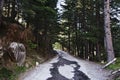 Road passing through a forest, Manali, Himachal Pra