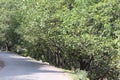 A road passing through the hills surrounded by walnut trees in Pahalgam Royalty Free Stock Photo