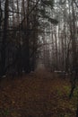 Road passing through scary mysterious forest with green light in fog in winter. Nature misty landscape. Scary halloween