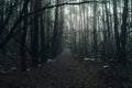 Road passing through scary mysterious forest with green light in fog in winter. Nature misty landscape. Scary halloween Royalty Free Stock Photo