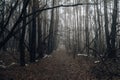 Road passing through scary mysterious forest with green light in fog in winter. Nature misty landscape. Scary halloween Royalty Free Stock Photo