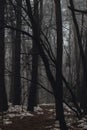 Road passing through scary mysterious forest with green light in fog in winter. Nature misty landscape. Scary halloween