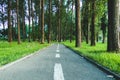 Road passing through tall trees forest Royalty Free Stock Photo