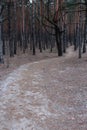 Road path in dense winter forest. Pine trees wood. Winter forest landscape.