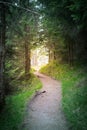 Road path goes to sunlight Royalty Free Stock Photo