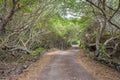 the road path leading through a forest Royalty Free Stock Photo
