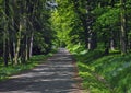 Road path in the spring forest with blooming forget-me-not Royalty Free Stock Photo