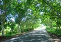Road path of trees