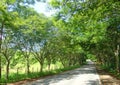 Road path of trees