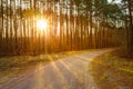 Road, Path, Walkway Through Forest. Sunset Sunrise In Autumn Forest Royalty Free Stock Photo