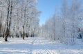 Road in picturesque winter forest covered with hoarfrost