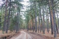 The road in the pine forest as a landscape