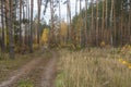 Road in a pine forest in autumn Royalty Free Stock Photo