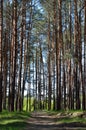 Road in a pine forest Bryansk