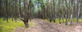 Road in the pine forest Royalty Free Stock Photo