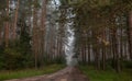 Road in a pine forest, fog, tall trees, path in the dark, mystical landscape, summer, August, July, green tall trees, nature of Ru