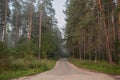 road in a pine forest,