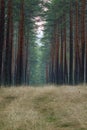 A road in a pine forest. The forest path is covered with grass Royalty Free Stock Photo